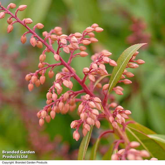 Pieris japonica 'Passion'
