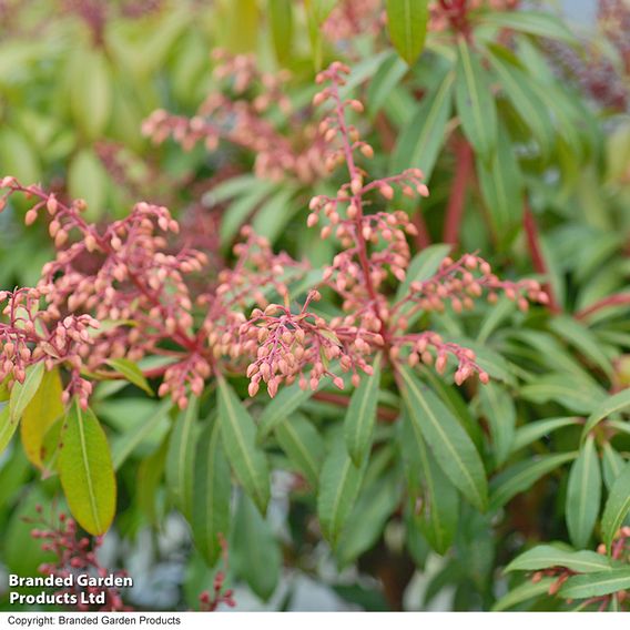 Pieris japonica 'Passion'