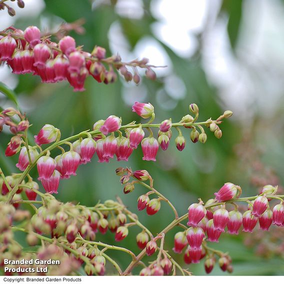 Pieris japonica 'Passion'