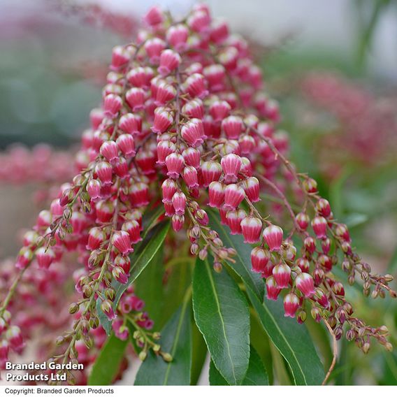 Pieris japonica 'Passion'