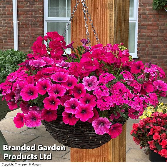 Pink Shockwave preplanted hanging basket