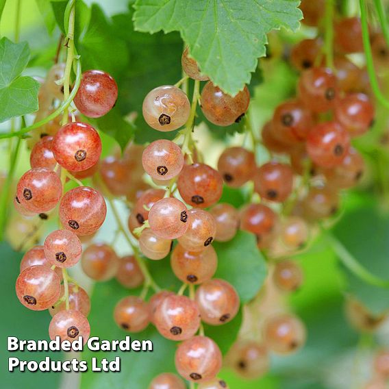 Pinkcurrant 'Gloire de Sablon'