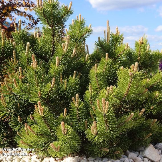 Pinus mugo 'Benjamin'
