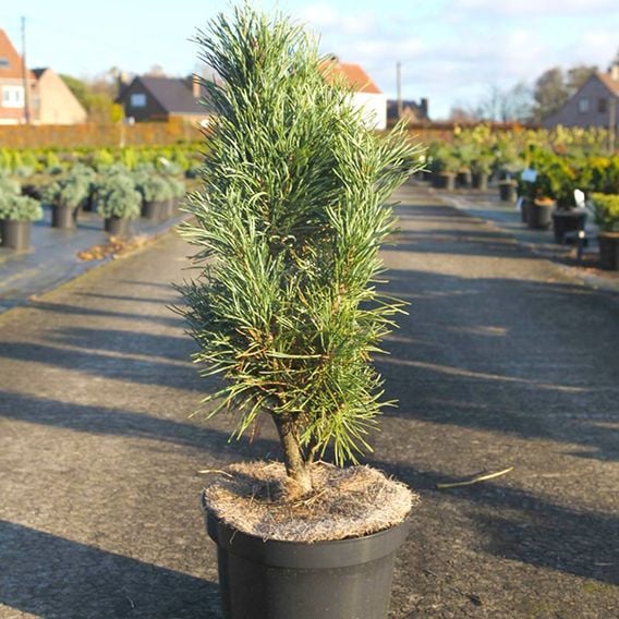 Pinus sylvestris 'Fastigiata'
