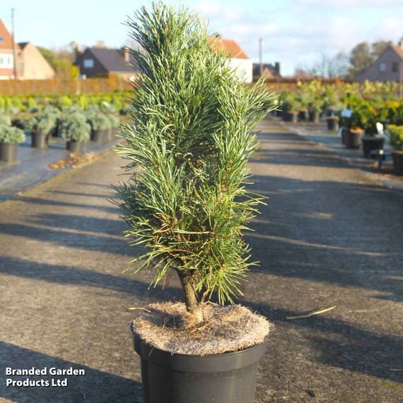 Pinus sylvestris 'Fastigiata'