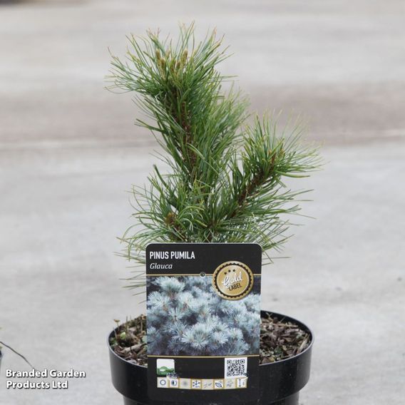 Pinus pumila 'Glauca'