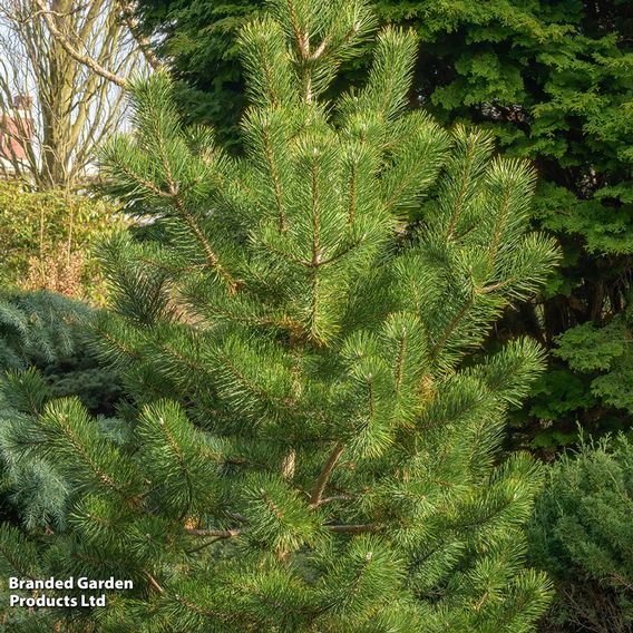 Pinus thunbergii 'Kotobuki'