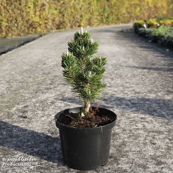 Pinus thunbergii 'Kotobuki'