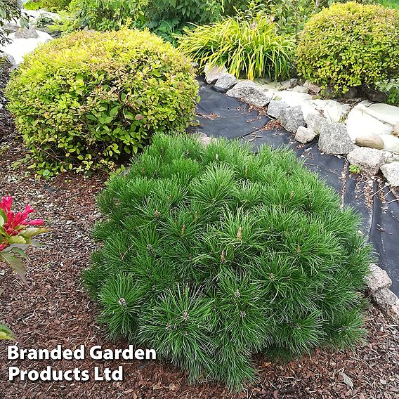 Pinus nigra 'Marie Bregéon'