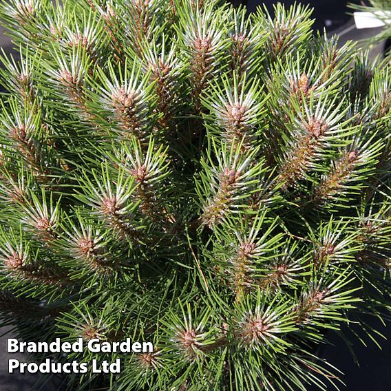 Pinus nigra 'Marie Bregéon'