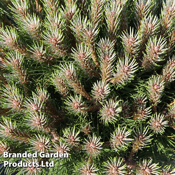 Pinus nigra 'Marie Bregéon'