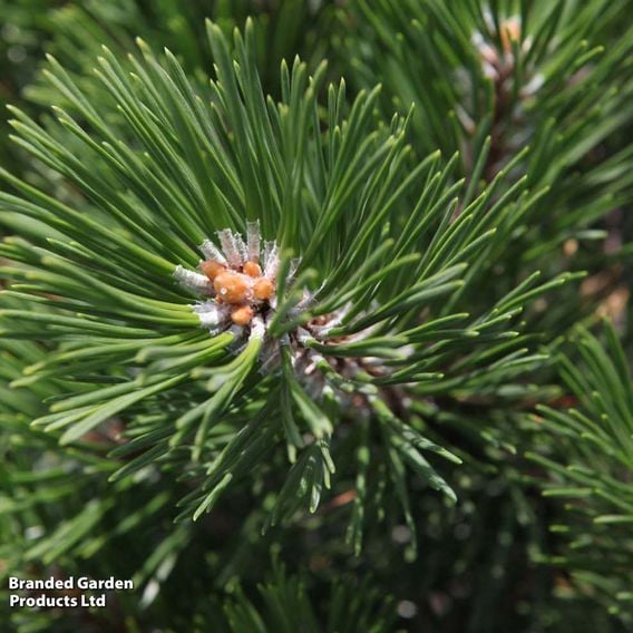 Pinus mugo 'Gnom'