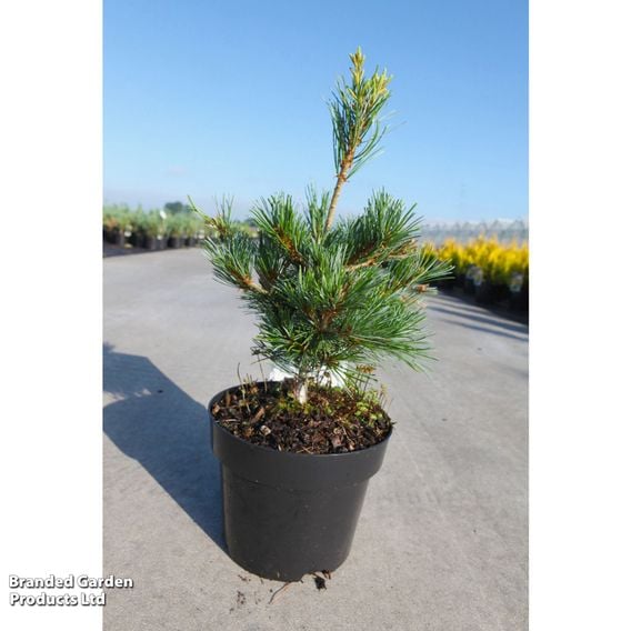 Pinus parviflora 'Negishi'