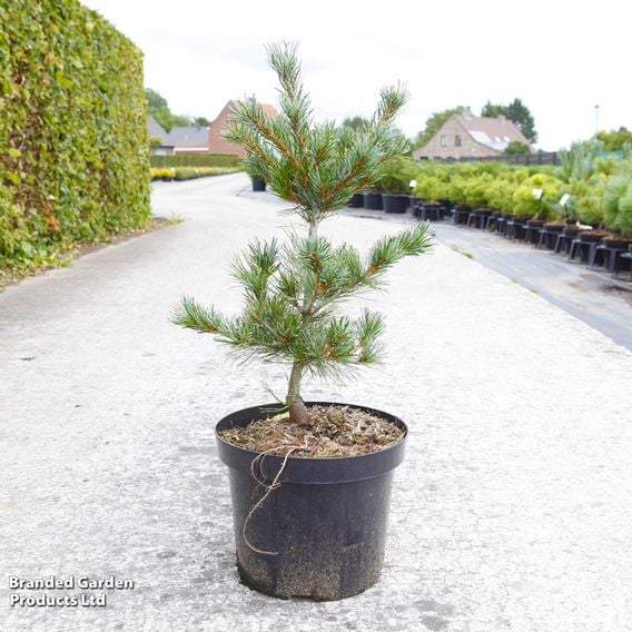 Pinus parviflora 'Negishi'