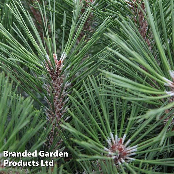 Pinus nigra 'Pierrick Bregéon'
