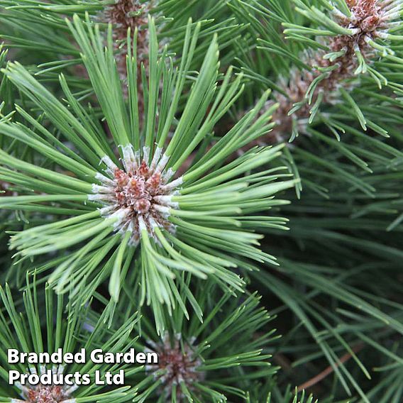 Pinus nigra 'Pierrick Bregéon'