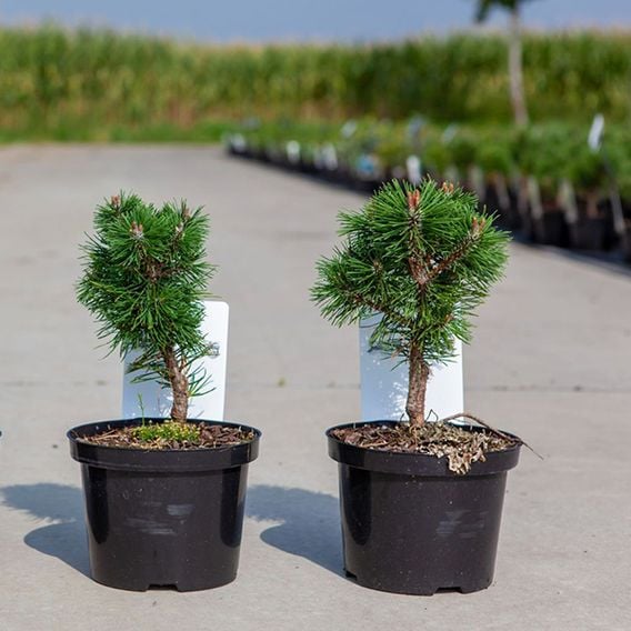 Pinus mugo 'Sherwood Compact'
