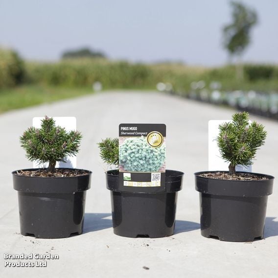 Pinus mugo 'Sherwood Compact'