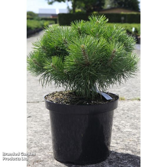 Pinus sylvestris 'Blue Pearl'