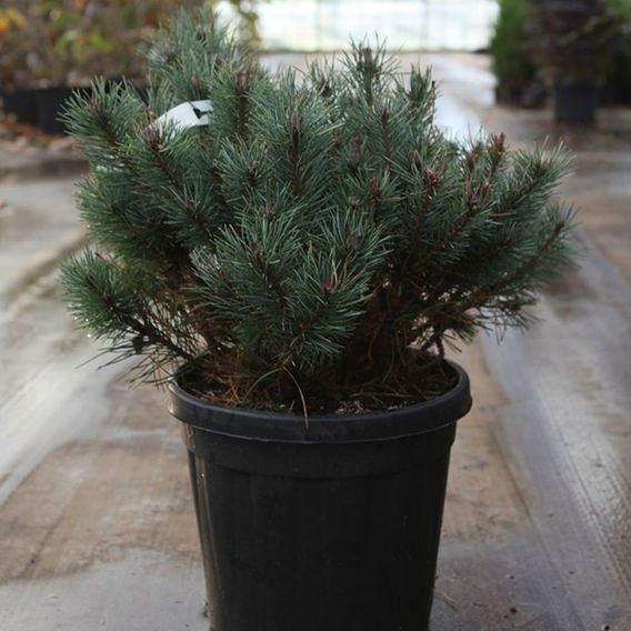 Pinus sylvestris 'Chantry Blue'