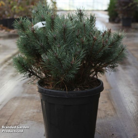 Pinus sylvestris 'Chantry Blue'