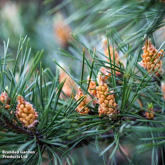 Pinus sylvestris 'Watereri'