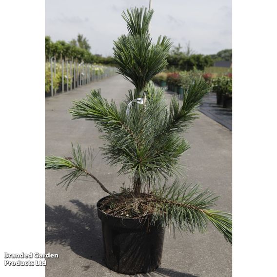 Pinus flexilis 'Vanderwolf's Pyramid'
