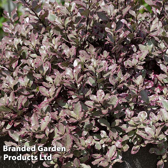 Pittosporum tenuifolium 'Bannow Bay'