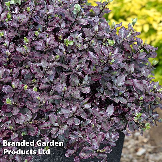 Pittosporum tenuifolium 'Bannow Bay'