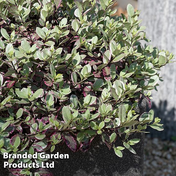 Pittosporum tenuifolium 'Bannow Bay'