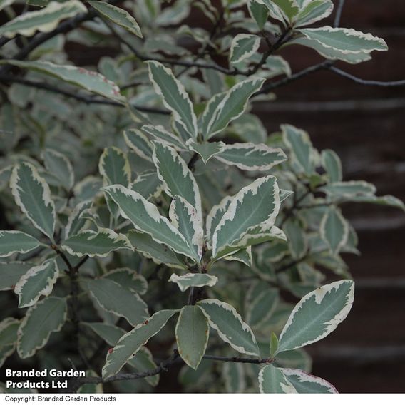 Pittosporum tenuifolium 'Elizabeth'