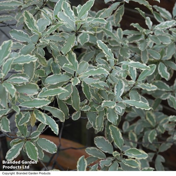 Pittosporum tenuifolium 'Elizabeth'