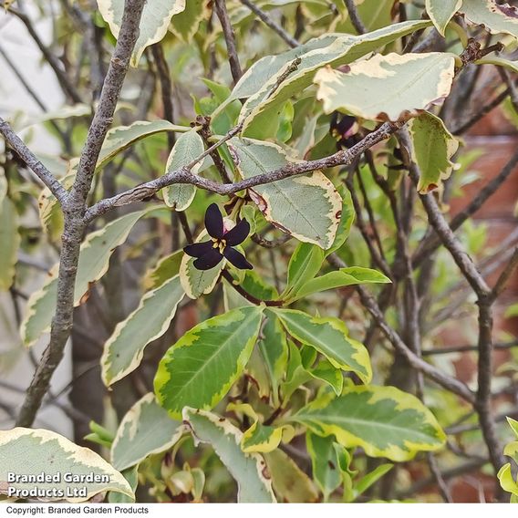 Pittosporum tenuifolium 'Elizabeth'