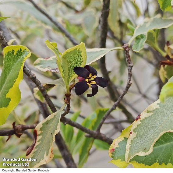 Pittosporum tenuifolium 'Elizabeth'