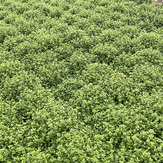 Pittosporum tenuifolium 'Golf Ball'