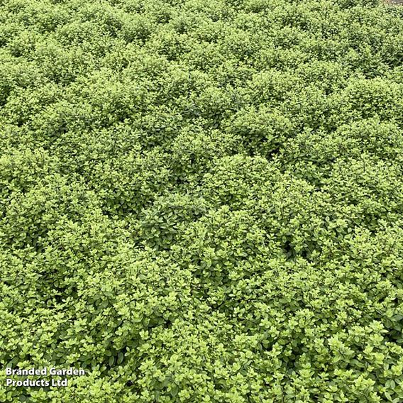 Pittosporum tenuifolium 'Golf Ball'