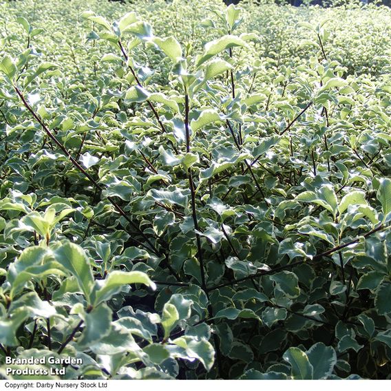 Pittosporum tenuifolium 'Variegatum'