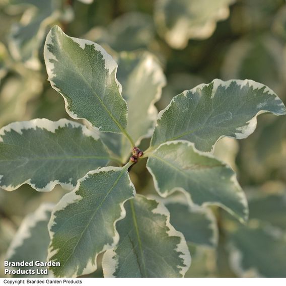 Pittosporum tenuifolium 'Variegatum'