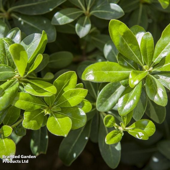 Pittosporum tobira 'Nanum'