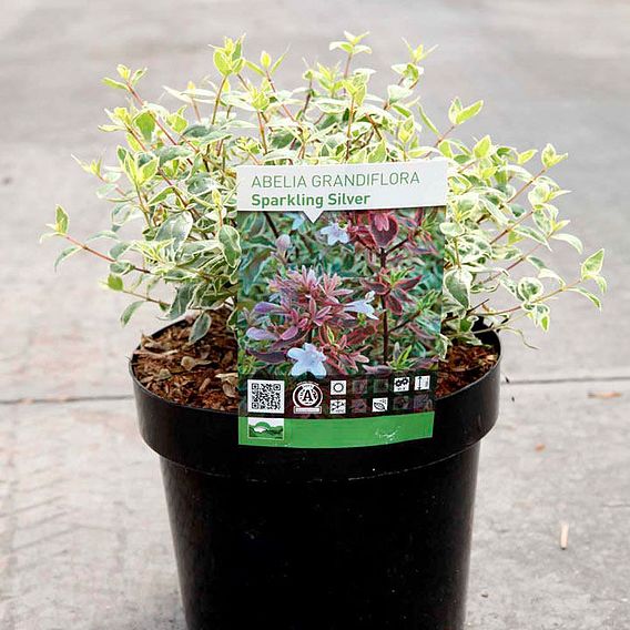 Abelia x grandiflora 'Sparkling Silver'