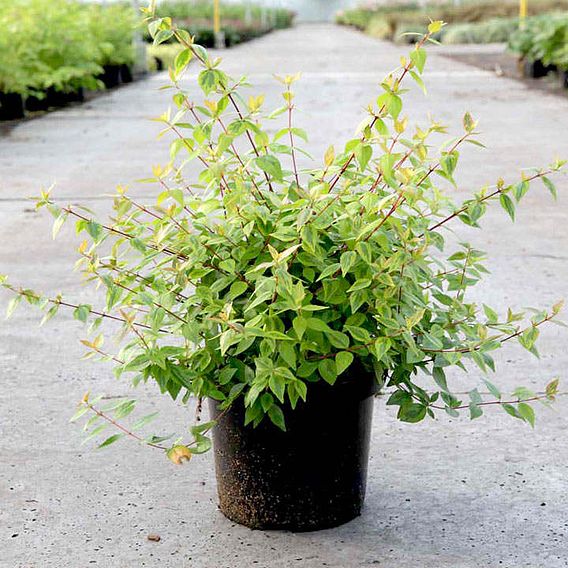 Abelia x grandiflora 'Kaleidoscope'