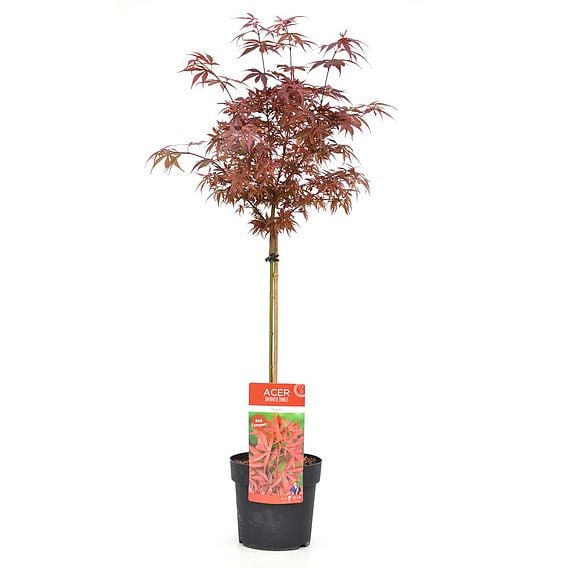 Acer Shirasawanum Aureum