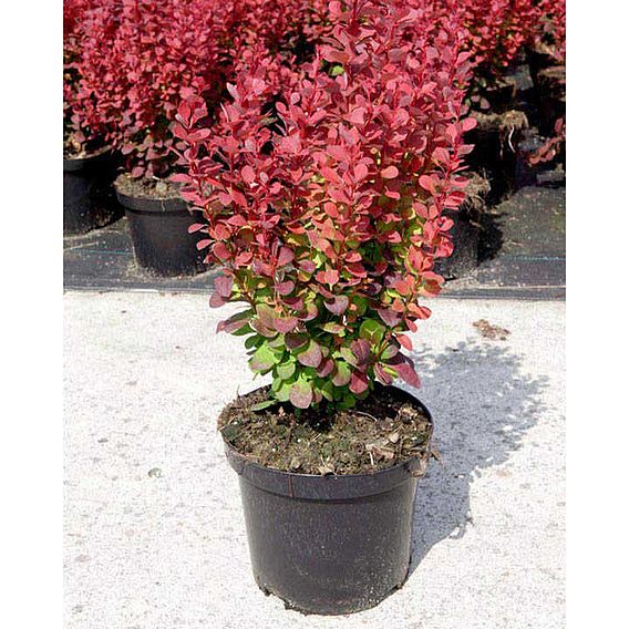 Berberis thunbergii f. atropurpurea 'Rosy Rocket'