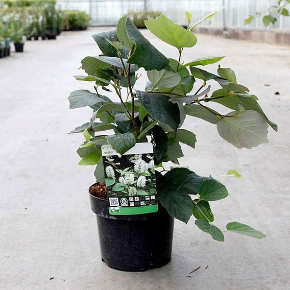 Fothergilla x intermedia 'Blue Shadow'