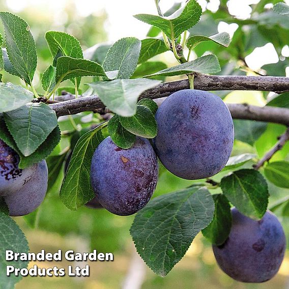 Plum 'Black Amber' (Mini Fruit Tree)