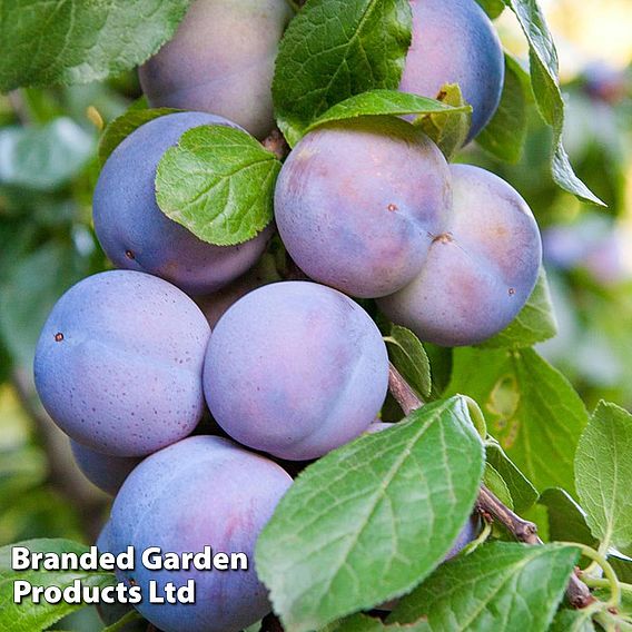 Plum 'Black Amber' (Mini Fruit Tree)