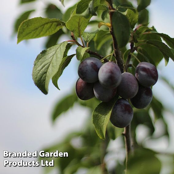 Plum 'Black Amber' (Mini Fruit Tree)