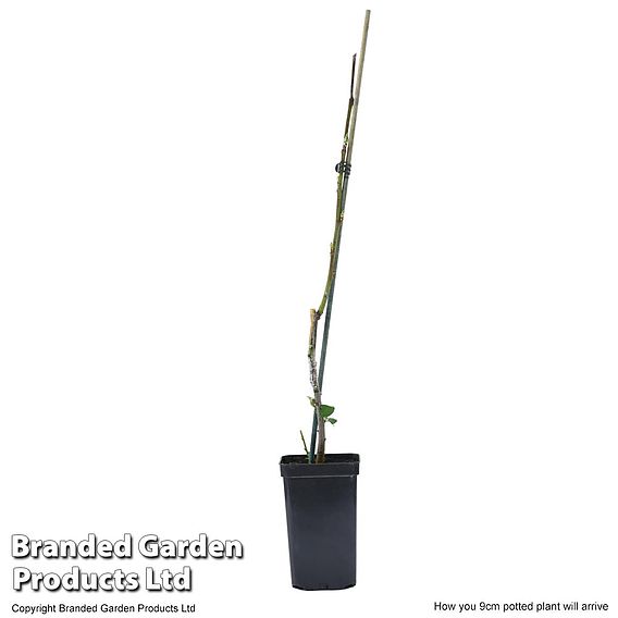 Fruit Plum Mini Tree Black Amber