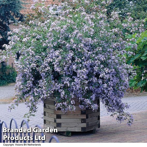 Plumbago auriculata