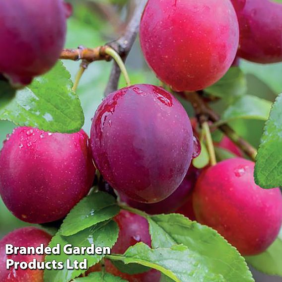 Plum 'Mirabelle Ruby Column'